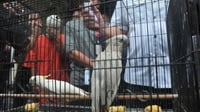 Penyelundupan 3.726 Burung Ilegal ke Pulau Jawa Digagalkan Polisi