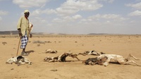 Kekeringan dan Kelaparan Parah di Somalia
