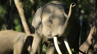 Petani Karet di Riau Tewas Diamuk Gajah Liar 