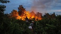 Kebakaran 50 Hektare Lahan Gambut Terjadi di Aceh 
