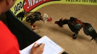 Fenomena Gunung Es Beking Aparat dalam Kasus Judi Sabung Ayam