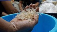 Penyelundupan Bibit Lobster Rp3,8 Miliar di Surabaya Digagalkan