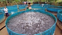 Contoh Ikan Konsumsi yang Dibudidayakan di Kolam Air Tawar