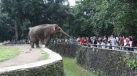 Sejarah Kebun Binatang Pertama di Indonesia