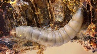 Larva Galleria alias Ngengat, Sang Pengurai Plastik  