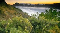 Alasan Kenapa Bunga Edelweis di Gunung Tidak Boleh Dipetik