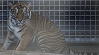 Kisah Evakuasi Harimau Sumatera Terjebak 3 Hari di Ruko Pasar Riau