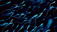 Cara Meningkatkan Kualitas dan Kesehatan Sperma