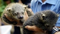 Mengenal Hewan Binturong, Satwa Langka Asal Indonesia