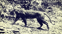Usaha-Usaha Mencari Harimau Jawa
