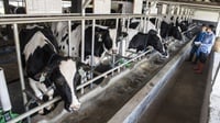 Solusi Impor Daging Tak Semudah Beli Peternakan Belgia, Pak Erick