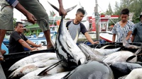 KKP Kaji Regulasi Pengelolaan Ikan Tuna Guna Atasi Eksploitasi 
