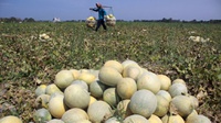 Melon Australia Tercemar Listeria, Buah Impor Perlu Diawasi Ketat