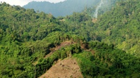 Jokowi: Bujet Kementerian Kehutanan Gede, Tapi Tak Ada Hutan Jadi