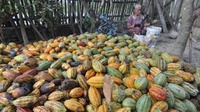 Pemerintah Sebut Alasan Impor Kakao Belum Bisa Dikurangi