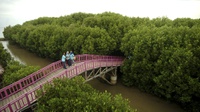 Apa Saja Fungsi Hutan Mangrove Secara Ekologis hingga Kesehatan?