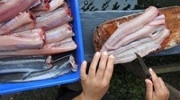 Kandungan Nutrisi Ikan Lele dan Benarkah Bisa Cegah Stunting?