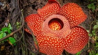 Kisah Penemuan Bunga Rafflesia arnoldi di Bengkulu