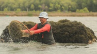 Ekspor Rumput Laut USD 300 Juta per Tahun, Mayoritas Bahan Mentah