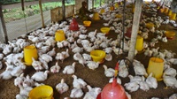 Peternak Inginkan Harga Ayam Hidup Rp20.000 per Kilogram