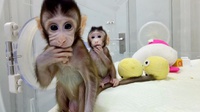 Kloning Monyet Berhasil, Kloning Manusia Semakin Dekat?