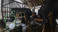 Kementan Akui Revisi Aturan Soal Susu Terkait Kebijakan WTO