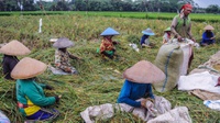 FAO Apresiasi Indonesia Berhasil Swasembada Beras