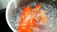 Ketahui 3 Manfaat Makan Lobster dan Kandungan Gizinya