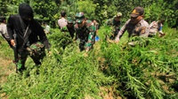 TNI Musnahkan 2 Hektare Lahan Ganja di Bireuen Aceh