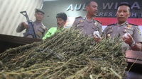 Polres Jakarta Barat Musnahkan 1,3 Ton Ganja dan 6,3 Kg Sabu
