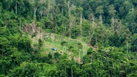Studi: Perluasan Pertanian Kecil Indonesia Sebabkan Hilangnya Hutan
