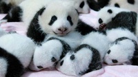 Di Balik Keberhasilan Cina Mengkonservasi Populasi Panda