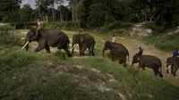 Serangan Gajah Liar Tewaskan Dua Warga Tanggamus Lampung