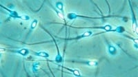 Bahan Kimia Rumah Tangga Bisa Sebabkan Penurunan Kualitas Sperma