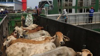 Jelang Idul Adha, Pemerintah Impor Daging Sapi Capai 46 Ribu Ton