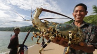 Edhy Prabowo Resmi Izinkan Ekspor Benih Lobster & Penangkapannya