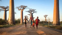 Matinya Baobab, Pohon Kehidupan di Afrika