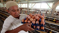 Kalau Pekan Depan Harga Telur Tak Turun, Kemendag Intervensi Pasar