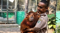 Orangutan Didera ISPA Akibat Karhutla, KLHK Pantau Rencana Evakuasi