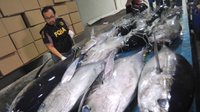 Mengenal Aplikasi Tuna Scope untuk Cek Kualitas Ikan Tuna