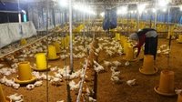 Kementerian Pertanian Dorong Ekspor Ayam untuk Perbaiki Harga