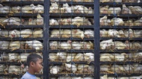 Brasil Laporkan Indonesia ke WTO, Pengamat: Ada Kelemahan di Permen