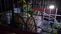 Polisi Periksa Satu Warga Terkait Kematian Harimau Sumatera
