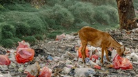 Sampah Rumah Tangga Bikin Kali Bekasi Tambah Tercemar