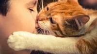 Kenali Ciri-ciri Rabies Ganas pada Kucing & Cara Pencegahannya