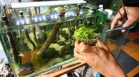 10 Tanaman untuk Aquascape Mudah Dirawat untuk Pemula