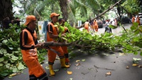Kemendagri Tolak Alokasi Santunan Pohon Tumbang di APBD DKI 2019