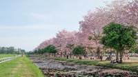 Mengenal Tabebuya, Pohon Pemanis Jalanan Kota Surabaya