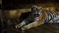Dua Harimau Benggala Lepas dari Kandang di Kebun Binatang Semarang