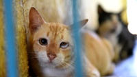 Warga Adopsi Kucing Hasil Razia di Puskewan Ragunan